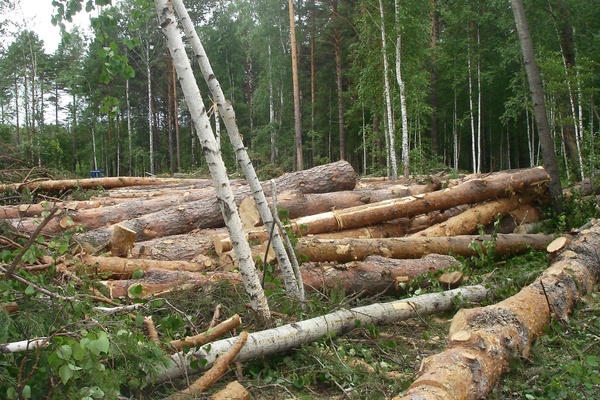 В Тугулыме черные лесорубы «нарубили» почти 10 миллионов рублей - Фото 1