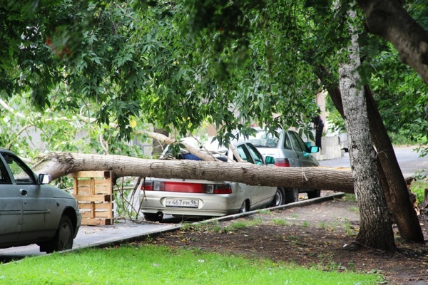 Сильный ночной ветер обрушил дерево на припаркованный автомобиль  - Фото 1