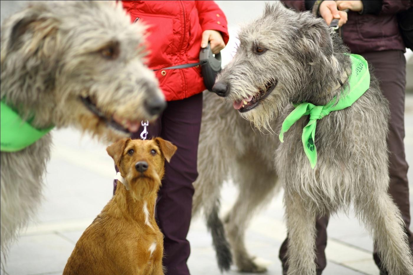 В День святого Патрика в центре Екатеринбурга пройдет парад «зеленых» хвостатых - Фото 1