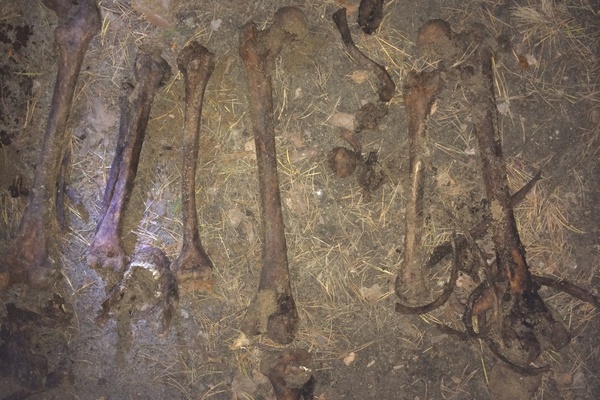 Эхо 1990-х. В лесопарке на Уралмаше обнаружены скелетированные трупы с огнестрельными ранениями - Фото 1