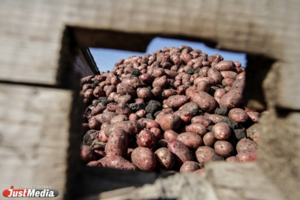 Картошечка и грузди. Более пяти тысяч  свердловчан посетили сельхозярмарку у ДИВСа  - Фото 1