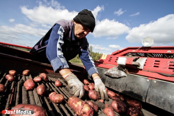 Свердловская область не может полностью обеспечить себя сельскохозяйственной продукцией - Фото 1
