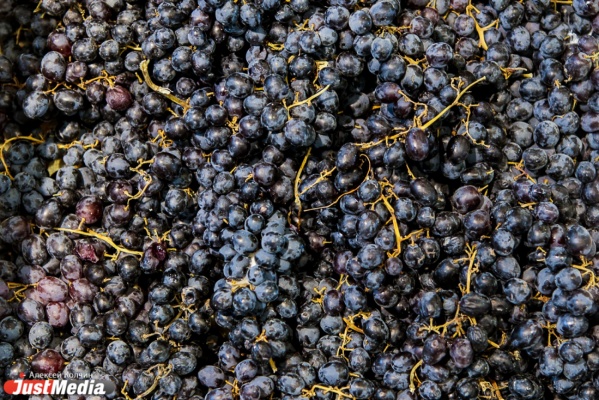 В Дагестане подходит к завершению сбор урожая винограда 2014 года - Фото 1