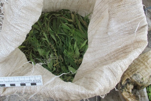 Наркополицейские изъяли у жителя Сухоложского района свыше полутора килограммов марихуаны - Фото 1
