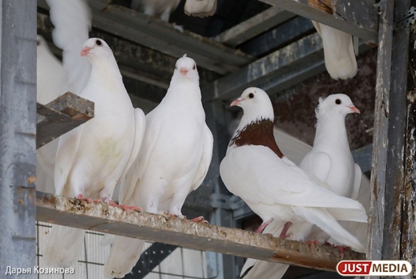 В Кольцово задержали трех голубей. В ближайшее время их депортируют на родину - Фото 1