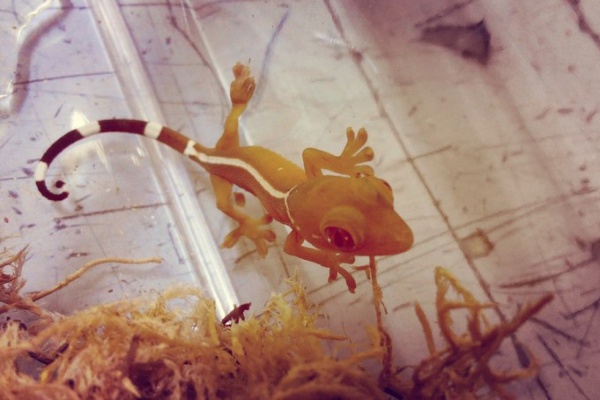В Екатеринбургском зоопарке у пары полосатых гекконов родился малыш - Фото 1