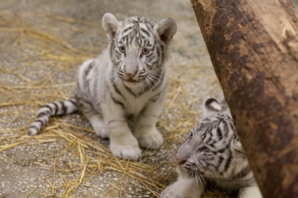 Екатеринбургский зоопарк обменял белого тигренка на черного ягуара - Фото 1