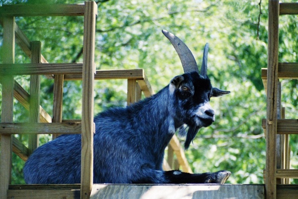Символом 2015 года в екатеринбургском зоопарке станет голубая коза - Фото 1