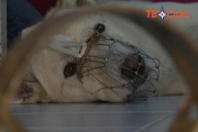 Свердловчане собирают деньги на лечение пса, угодившего в капкан