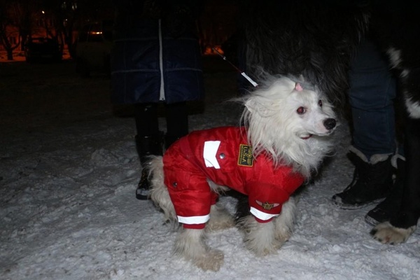 Собаки Каменска-Уральского устроили дефиле в одежде со световозвращательными элементами - Фото 1