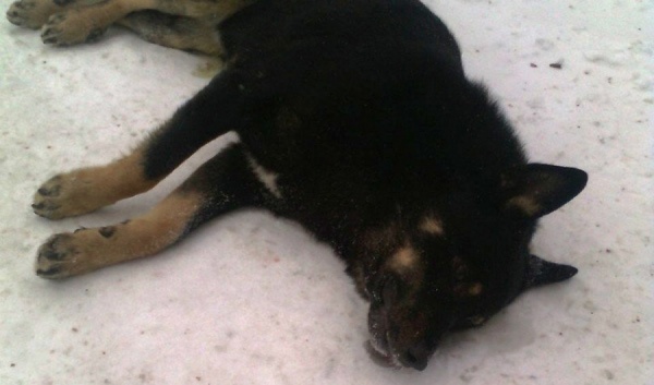 В Среднеуральске по дороге на дачу екатеринбуржец застрелил собаку. Еще одна — получила ранение - Фото 1