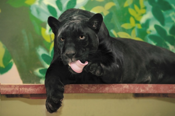 Зоомистером Екатеринбургского зоопарка стал черный ягуар Аргон - Фото 1