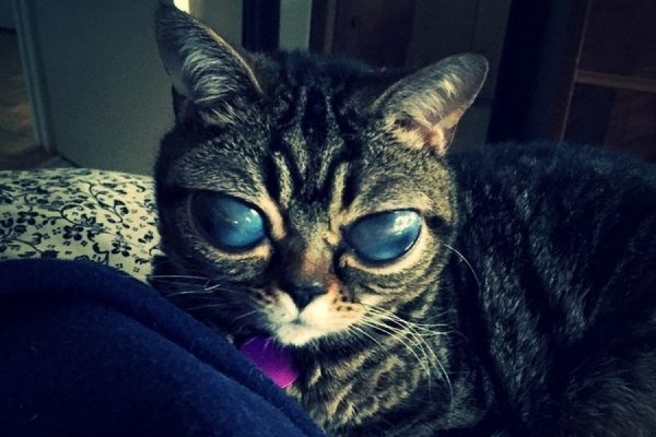 «Инопланетная» кошка Матильда с необычными глазами стала звездой Instagram - Фото 1