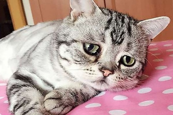 Пекинская кошка-пессимист Луху стала новой звездой интернета - Фото 1