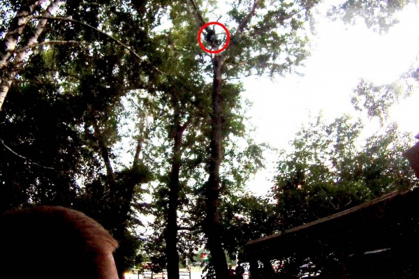 На ЖБИ спасатели сняли с дерева парня, который пытался спасти дочь президента - Фото 1