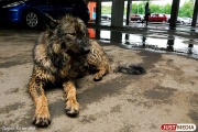 С начала года в Екатеринбурге отловили более 2000 бродячих собак