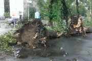 Езда с преградами. Дороги и тротуары Екатеринбурга завалило деревьями. ФОТО
