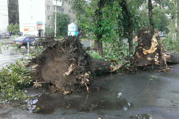 Езда с преградами. Дороги и тротуары Екатеринбурга завалило деревьями. ФОТО - Фото 1