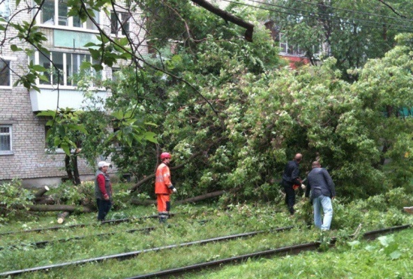 В Екатеринбурге упавшее дерево остановило  движение трамваев на ВИЗе - Фото 1