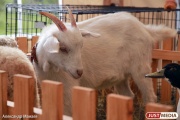 Россельхознадзор запретил поставку козьего молока и овечьей шерсти из Казахстана