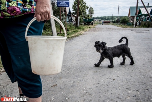 В Первоуральске один из живодеров, съевших соседскую собаку, попал под амнистию - Фото 1