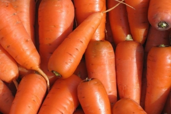 В Свердловской области ожидается крайне низкий урожай моркови  - Фото 1