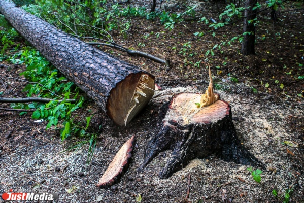 Спиленная черными лесорубами сосна оставила без света поселок Исеть в Верхней Пышме  - Фото 1