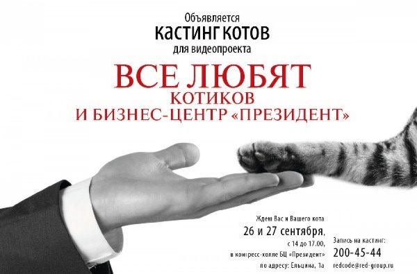 В Екатеринбурге объявлен кастинг котов-бизнесменов - Фото 1