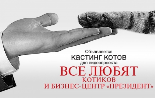 В Екатеринбурге более пятидесяти котов претендуют на должность арендатора многоэтажного бизнес-центра - Фото 1