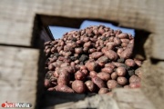 В Свердловской области дожди и слизни едва не испортили урожай картофеля