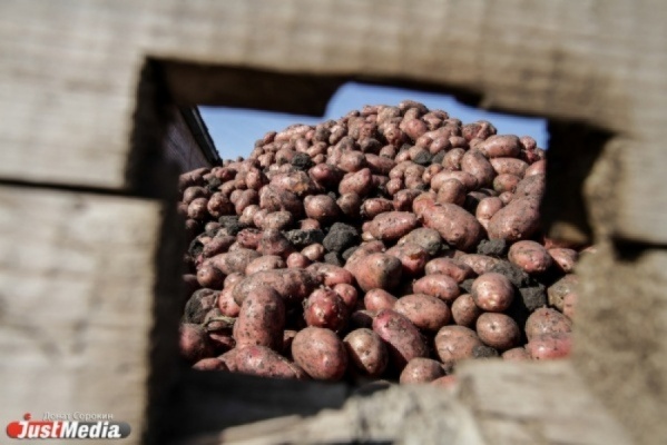 В Свердловской области дожди и слизни едва не испортили урожай картофеля - Фото 1