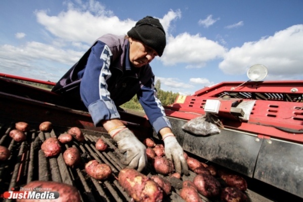  Свердловские фермеры готовятся нести убытки из-за нехватки складов - Фото 1