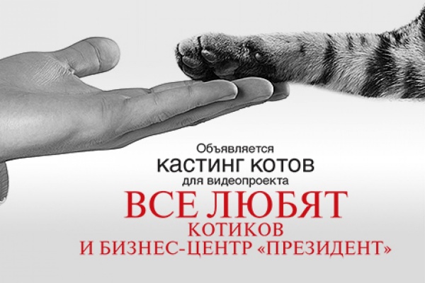 В Екатеринбурге около десятка котов станут участниками реалити-шоу - Фото 1