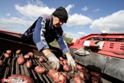 В Свердловской области погода по-прежнему не позволяет убрать картофель