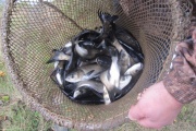 Энергетики СУГРЭС выпустили в Исетское водохранилище свыше 2,5 тонны ценной рыбы