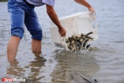 Минприроды спасает Верхне-Сысертский пруд от заболачивания с помощью белого амура и карпа