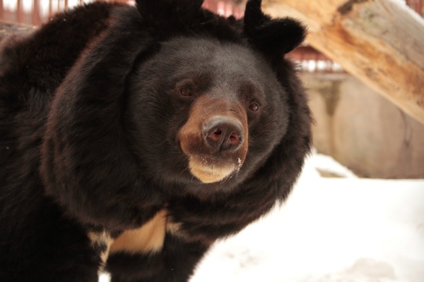 Медведи Екатеринбургского зоопарка уже впали в спячку - Фото 1