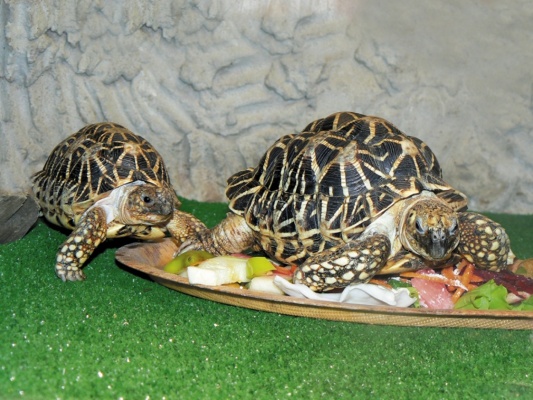 В Екатеринбургском зоопарке змеи, черепахи и ящерицы готовятся к спячке - Фото 1