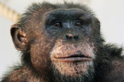 Символом грядущего года обезьяны екатеринбуржцы выбрали шимпанзе Джонни