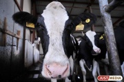 Свердловские коровы стали давать больше молока