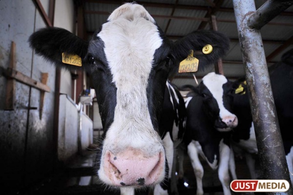 Свердловские коровы стали давать больше молока - Фото 1
