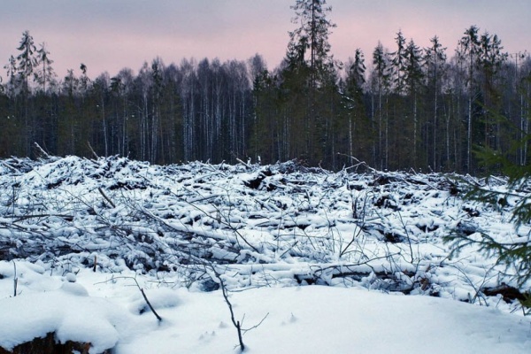 В Свердловской области работники предприятия незаконно вырубили 33 гектара леса - Фото 1
