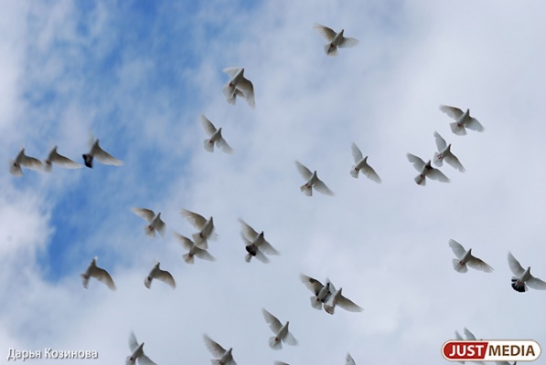 Голодные птицы привели екатеринбургскую компанию к крупному штрафу - Фото 1