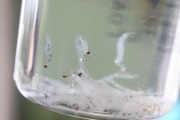 Роспотребнадзор: Энтомологи опознали в червях в водопроводной воде тавдинцев личинок толстохоботных комаров