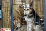 За прошлый год в Екатеринбурге отловили 4277 бродячих собак