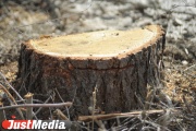 Два жителя Новоуральска пойдут под суд за незаконную вырубку леса