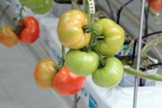 Первые уральские помидоры продегустируют на итальянский манер