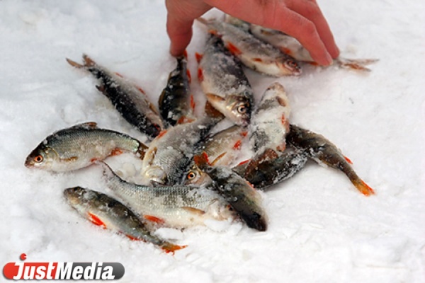Спасатели сняли с тонкого льда в Белоярском водохранилище десять рыбаков - Фото 1