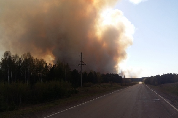 В Тавде продолжает тушение крупного лесного пожара. Движение по автотрассе восстановлено - Фото 1