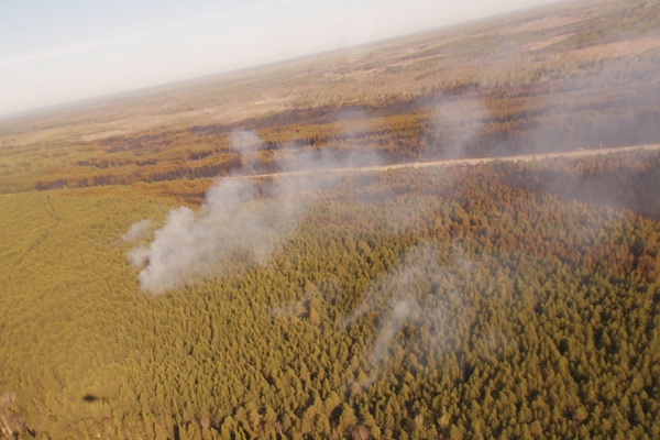 Площадь лесного пожара в Тавдинском районе составила 228 гектаров - Фото 1